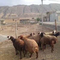 ۲۲راس میش ابستن