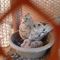 کبوتر رنگی