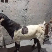 نری گله|حیوانات مزرعه|تخت, |دیوار