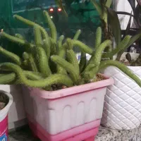 تعدادی گل باقیمت مناسب