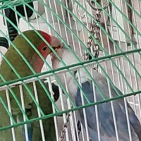 مرغ عشق وطوطی برزیلی|پرنده|اردبیل, |دیوار