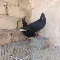 زاغ دم سفید|پرنده|قم, یزدان‌شهر|دیوار