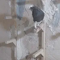 یجفت نروماده طوق سرکه، کله نر مست جوان|پرنده|شیراز, پودنک|دیوار