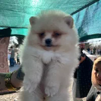 توله پامرانین خرسی سفید ماده|سگ|بندر انزلی, کلیور|دیوار