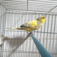 فروش نر ابلغ شلاقی آماده جفتگیری در شهرضا|پرنده|شهرضا, |دیوار