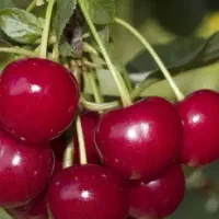 پیشفروش نهال شناسه دار آلبالو گوشواره ای