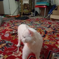 گربه پرشین آنکارا نر|گربه|تبریز, |دیوار