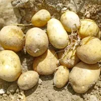 فروش انواع ارقام سیب زمینی|عمدهفروشی|زالیان, |دیوار