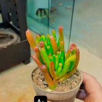 گیاه|گل و گیاه طبیعی|مشهد, تبادکان|دیوار