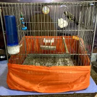 سهره ماده جوجه قفس