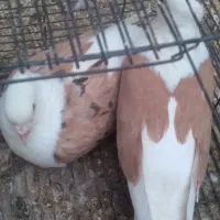 کفتر جفت گاه|پرنده|طاغنکوه, |دیوار