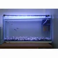 اکواریوم و ماهی گوپی|ماهی|زاهدان, |دیوار