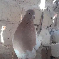 پرنده|پرنده|ششطراز, |دیوار