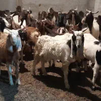 بز نر ماده چاق ۲۶ عدد|حیوانات مزرعه|کلاله, |دیوار