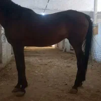 فروش مادیان تولیدی شکم طلا