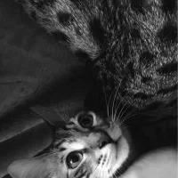 واگذاری گربه نر DSH دارای شناسنامه