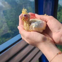 فروش عروس هلندی مولد|پرنده|شیراز, صنایع الکترونیک|دیوار