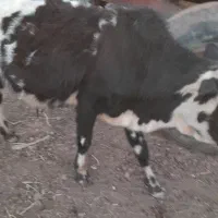 گاو نره|حیوانات مزرعه|دیلمان, |دیوار