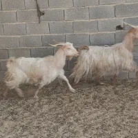 دوعدد بز جوان|حیوانات مزرعه|دهق, |دیوار