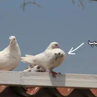 کبوتر جهت برکت|پرنده|رشت, امین الضرب|دیوار