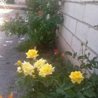 فروش باغ|فروش خانه و ویلا|فیرورق, |دیوار
