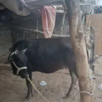 گاوابستن۶ماه|حیوانات مزرعه|قلعه قاضی, |دیوار