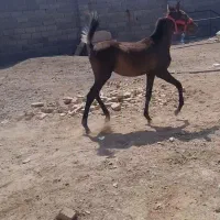 فروش فوری کره مادیون