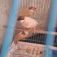 فنج نرگسی شکلاتی|پرنده|تهران, جماران (نیاوران)|دیوار