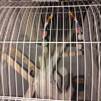 عروس هلندی|پرنده|اسلامشهر, مظفریه|دیوار