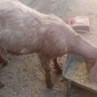 بز با دوتا بزغاله نروماده بز هم یک ماه ابست|حیوانات مزرعه|زابل, |دیوار