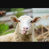 قصاب حرفه ای و گوسفند زنده خراسانی|حیوانات مزرعه|مشهد, توس (بلوار توس)|دیوار