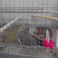 یک جفت عروس هلندی مولد سینامون|پرنده|اسلامآباد غرب, |دیوار