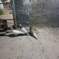 کبوتر|پرنده|شوشتر, |دیوار