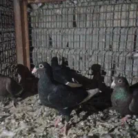 کبوترقره شاخ دارو رنگی|پرنده|سپیدان, |دیوار