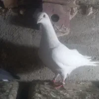 کبوتر مسافتی