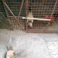 دو عدد خروس جوان