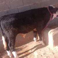 فوری گوساله