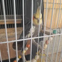 یک جفت مولد هلندی|پرنده|برخوار, |دیوار