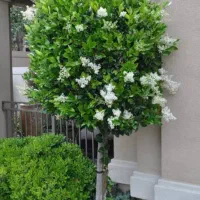 خدمات باغبانی سم پاشی هرس درختان کاشت گیاهان زینتی
