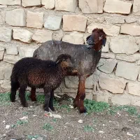 میش آبستن دوقلو زابا بره ماده زیرش ۱۶۵۰۰|حیوانات مزرعه|مسجد سلیمان, |دیوار