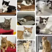 واگذاری تعدادی گربه به خانواده حیوان دوست