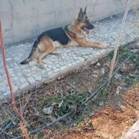 سگ ژرمن ماده وچند سگ دیگر