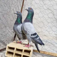 کبوتر پلاکی مسافتی