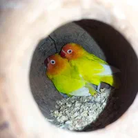 یک جفت کوتوله مولد