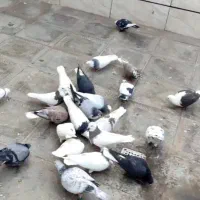 دسته کبوتر شهرستانی پرشی رنگه|پرنده|مشهد, حجت|دیوار