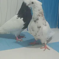 طوقی|پرنده|بهبهان, |دیوار