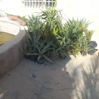 نخل پالم|گل و گیاه طبیعی|کازرون, |دیوار