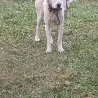 سگافغانگمشده|سگ|مشهد, درزآب|دیوار