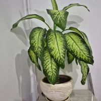 گل دیفن باخیا