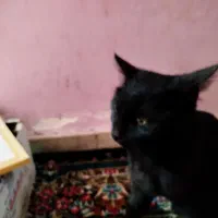 گربه خانگی|گربه|بم, |دیوار